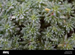 Attēlu rezultāti vaicājumam “Sedum pallidum”
