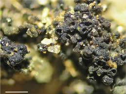 Attēlu rezultāti vaicājumam “Cliostomum corrugatum”