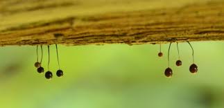 Attēlu rezultāti vaicājumam “Comatricha ellae macro”