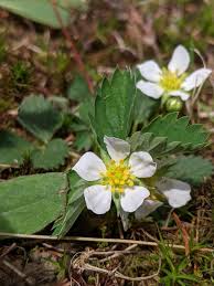 Attēlu rezultāti vaicājumam “Fragaria vesca flower”