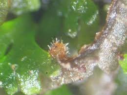 Attēlu rezultāti vaicājumam “Octosporella jungermanniarum”