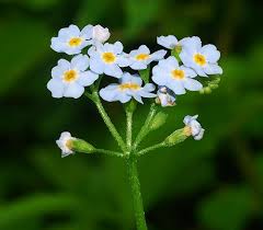Attēlu rezultāti vaicājumam “Myosotis scorpioides bud”