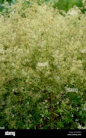 Attēlu rezultāti vaicājumam “Galium schultesii flower”