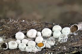 Attēlu rezultāti vaicājumam “Perichaena corticalis”