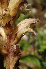 Attēlu rezultāti vaicājumam “Orobanche reticulata flower”