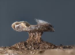 Attēlu rezultāti vaicājumam “Diderma hemisphaericum plasmodium”