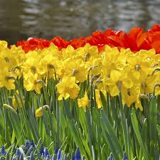 Attēlu rezultāti vaicājumam “Narcissus”