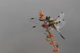 Attēlu rezultāti vaicājumam “Libellula quadrimaculata exuvia”
