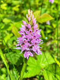 Attēlu rezultāti vaicājumam “Dactylorhiza fuchsii leaf”