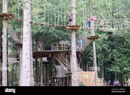 Image result for The Go Ape Experience (Swinley Forest)