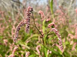 Attēlu rezultāti vaicājumam “Persicaria lapathifolia fruit”