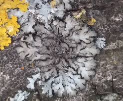 Attēlu rezultāti vaicājumam “Phaeophyscia orbicularis”