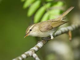 Attēlu rezultāti vaicājumam “Phylloscopus trochiloides”