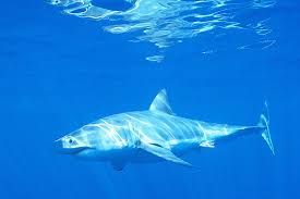 Image result for Carcharodon carcharias