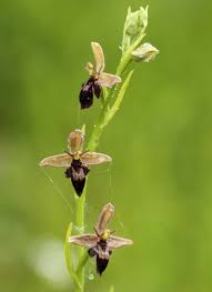 Attēlu rezultāti vaicājumam “Ophrys insectifera flower”