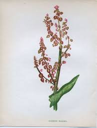 Attēlu rezultāti vaicājumam “Rumex acetosa flower”