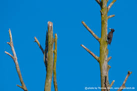 Attēlu rezultāti vaicājumam “Dryocopus martius nest”