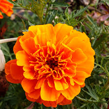 Image result for Tagetes patula