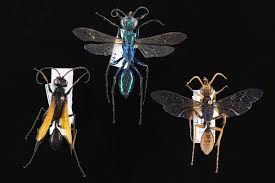 Attēlu rezultāti vaicājumam “Hymenoptera”