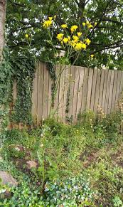 Attēlu rezultāti vaicājumam “Crepis biennis”