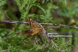 Attēlu rezultāti vaicājumam “Melitaea didyma”