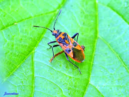 Attēlu rezultāti vaicājumam “Corizus hyoscyami imago”