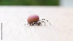 Attēlu rezultāti vaicājumam “Araneus diadematus female”