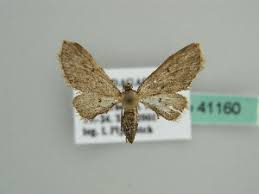 Attēlu rezultāti vaicājumam “Eupithecia sinuosaria”