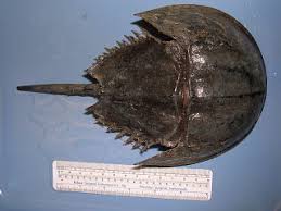 Image result for Limulus polyphemus