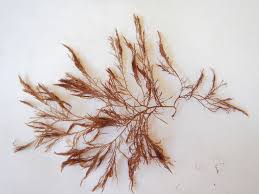 Attēlu rezultāti vaicājumam “Ceramium sp.”