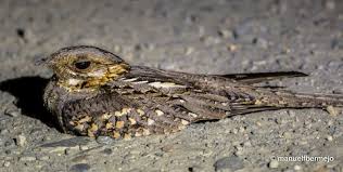 Image result for Caprimulgus ruficollis