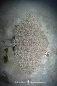 Image result for Gymnura natalensis