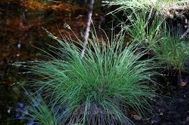 Attēlu rezultāti vaicājumam “Carex remota”