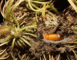 Attēlu rezultāti vaicājumam “Depressaria depressana”