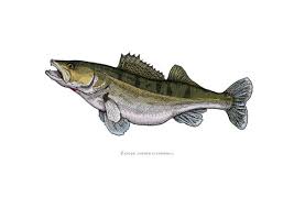 Image result for Sander lucioperca