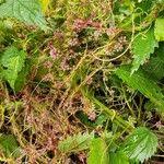 Attēlu rezultāti vaicājumam “Cuscuta europaea fruit”