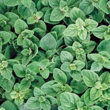 Image result for Oregano