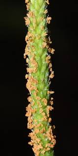 Attēlu rezultāti vaicājumam “Alopecurus aequalis flower”