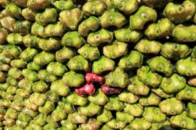 Attēlu rezultāti vaicājumam “Trapaceae”