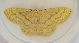 Attēlu rezultāti vaicājumam “Idaea straminata”