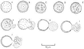 Attēlu rezultāti vaicājumam “Stemonitis herbatica plasmodium”
