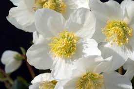 Image result for Christrose