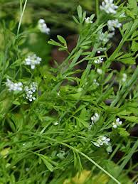 Image result for Gartenkresse