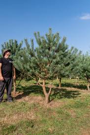 Attēlu rezultāti vaicājumam “Pinus sylvestris var. turfosa”
