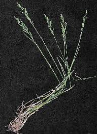 Attēlu rezultāti vaicājumam “Poa compressa leaf”