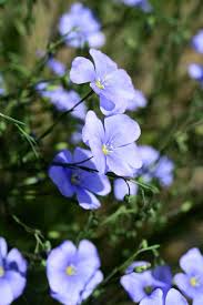 Attēlu rezultāti vaicājumam “Linum usitatissimum bud”