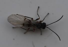 Attēlu rezultāti vaicājumam “Neuroterus quercusbaccarum”