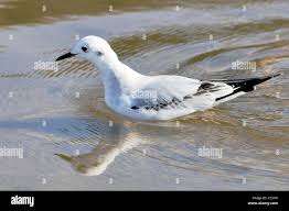 Image result for Chroicocephalus philadelphia