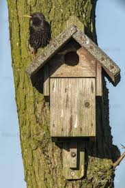 Attēlu rezultāti vaicājumam “Sturnus vulgaris nest”