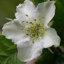 Attēlu rezultāti vaicājumam “Mespilus germanica”